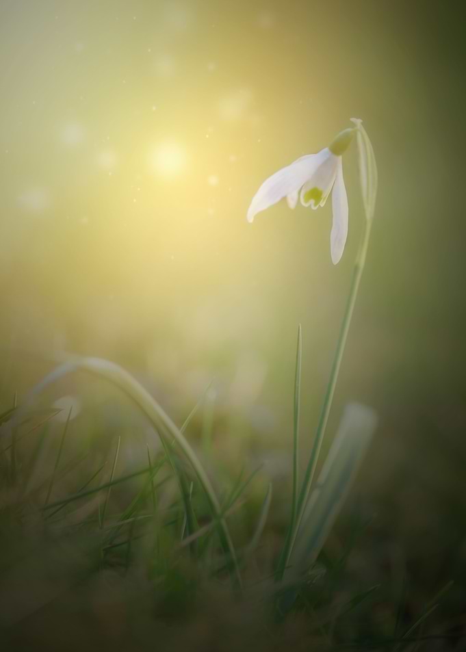 White snowdrops flowers