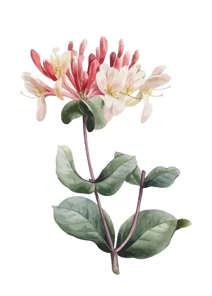 Floral Flower