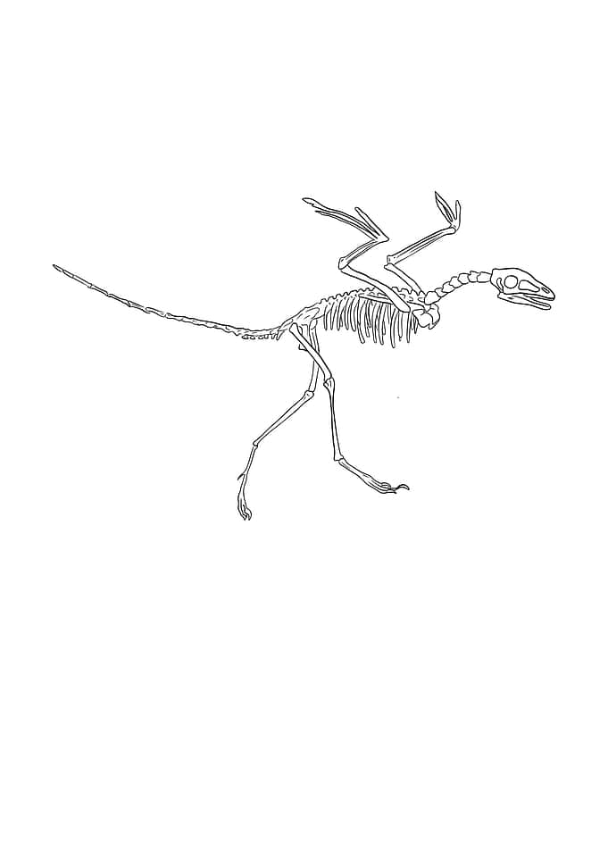 Dinosaurier Fossil Skelett