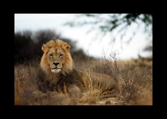 Lion