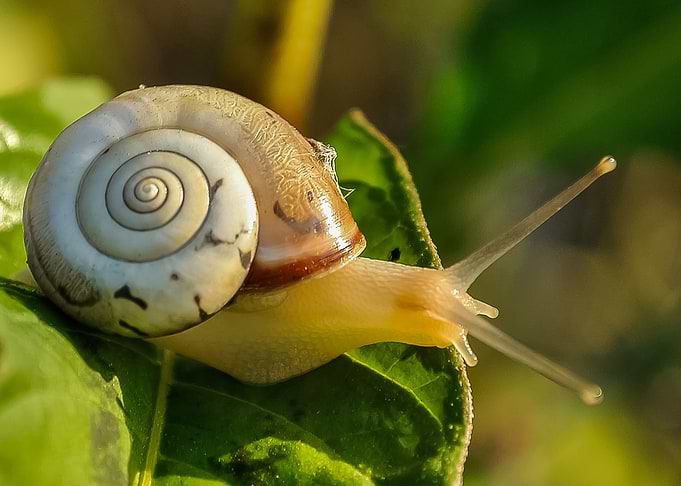 Snail at Leaf Nature