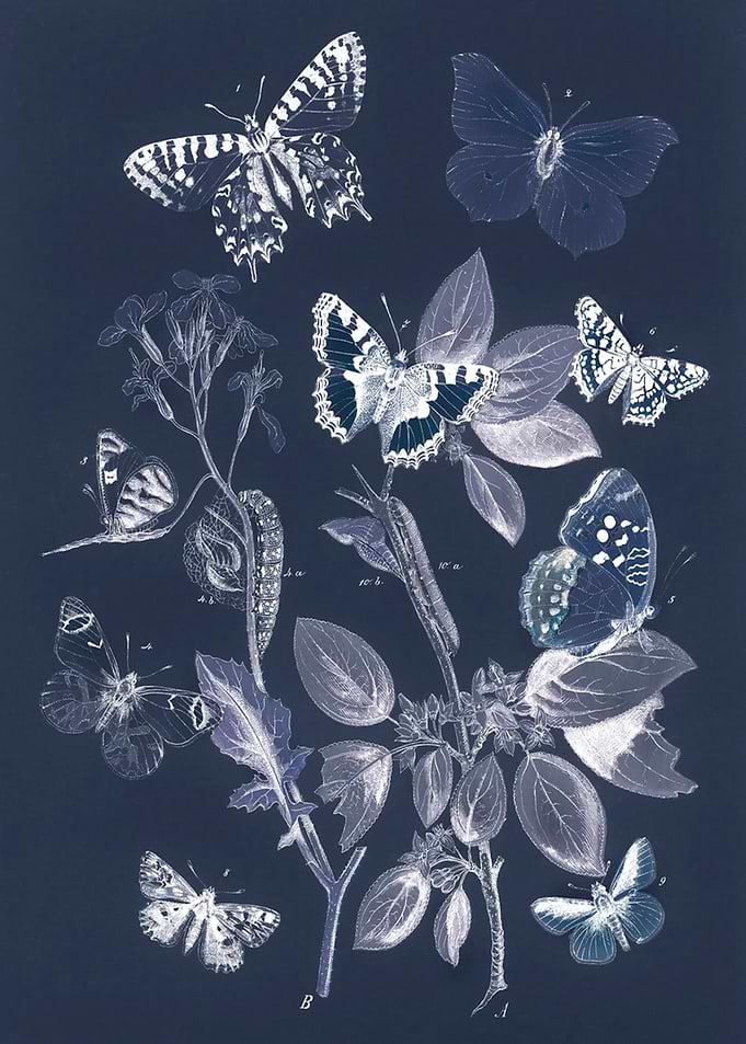 Butterflies with leaves