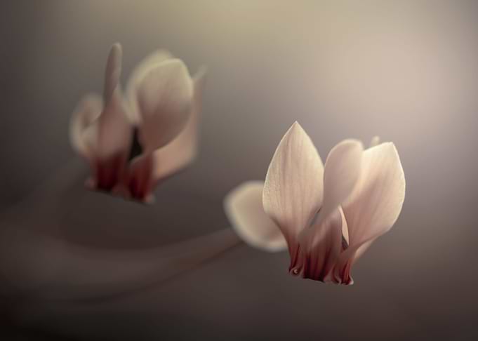 Pastel cyclamens, macro