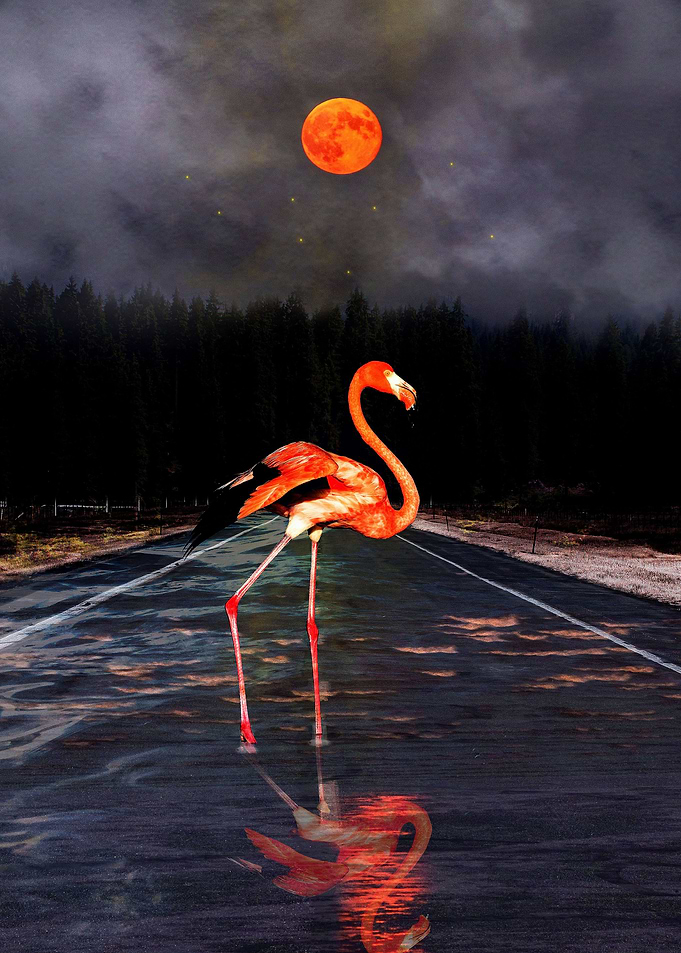 Flamingo and Red Moon