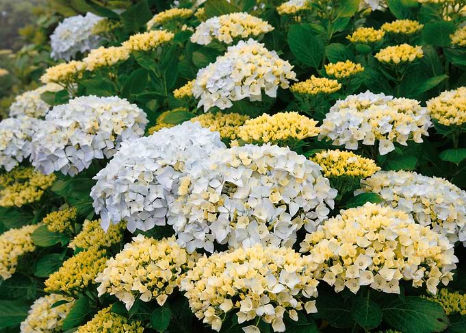 Hydrangeas
