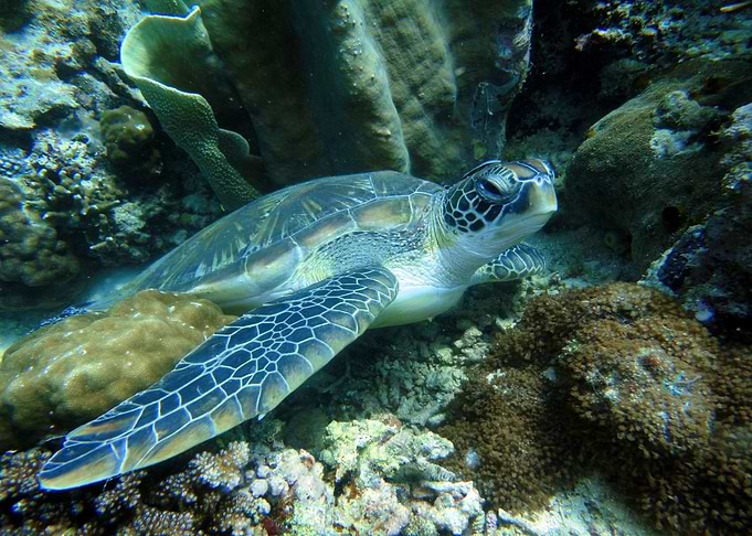 Sea Turtle Underwater