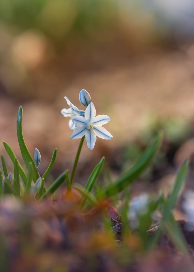 Spring garden,macro flower