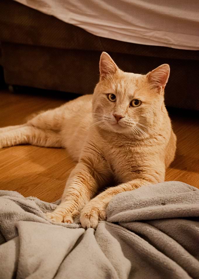 Supermodel Kramer