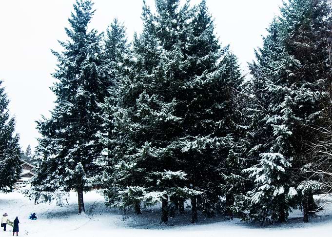 Winter Wonderland