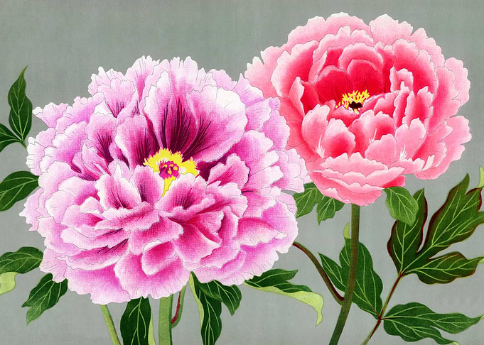 Peony blossom
