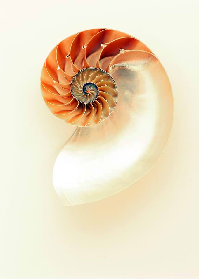 Seashell Shells
