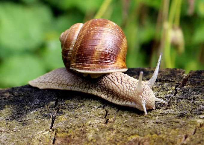 Snail crawling in Nature