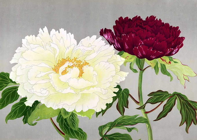 Peony flowers