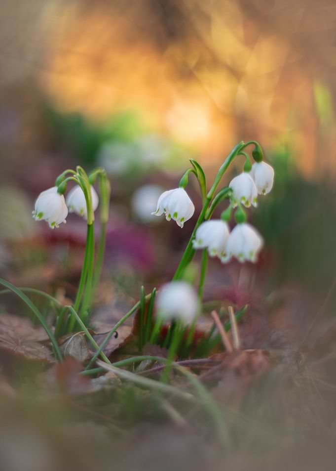 Spring snowdrops, macro