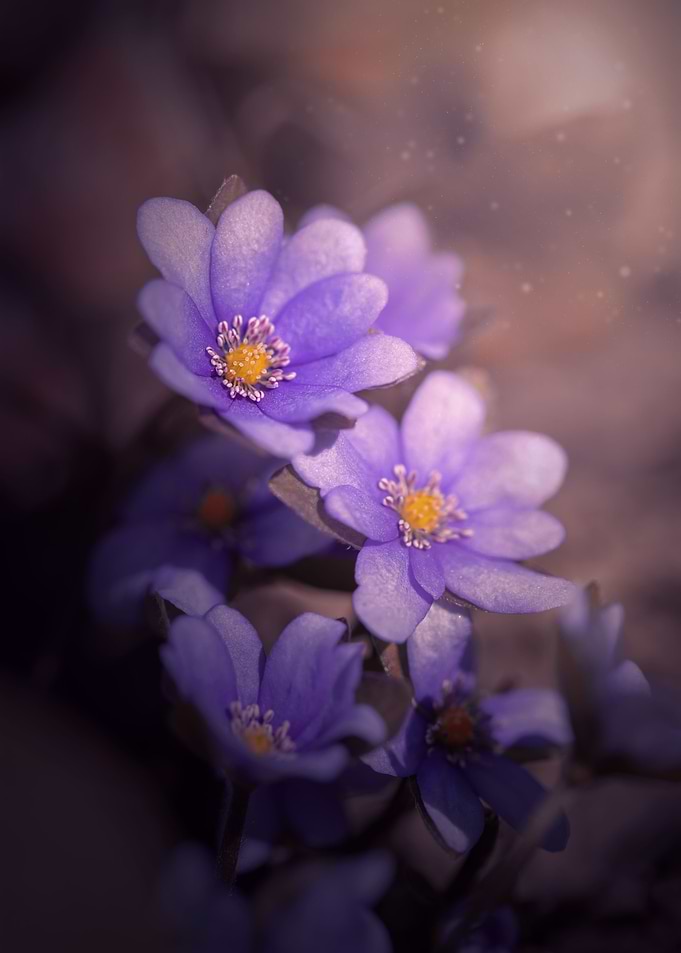 Purple macro flower,forest