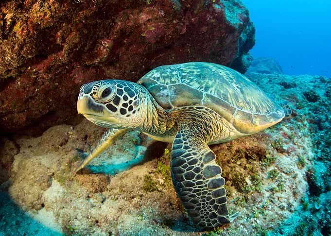 Sea Turtle Underwater