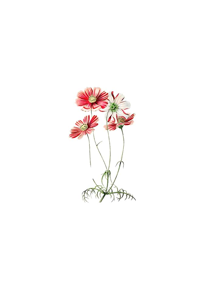 Fine Leaf Cosmus Flower