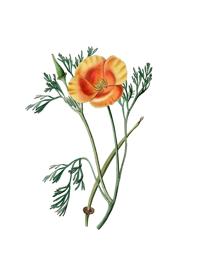 Saffron Eschscholzia