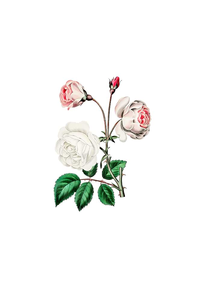 Vintage Ruga Rose Flower