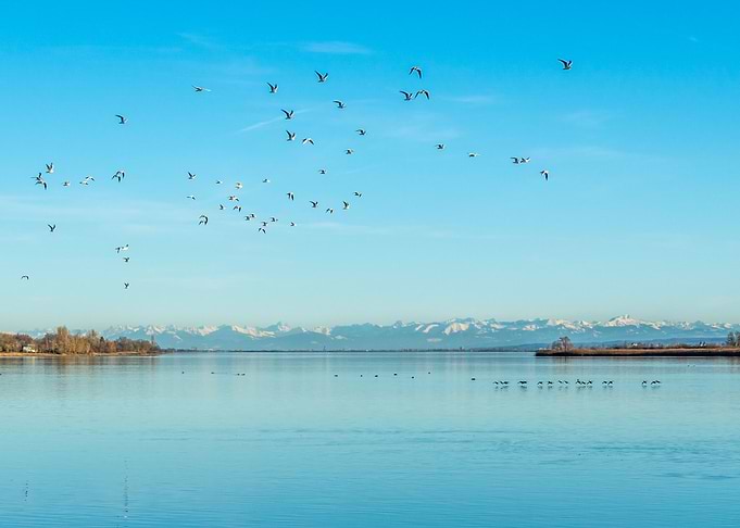 seagulls in the sky