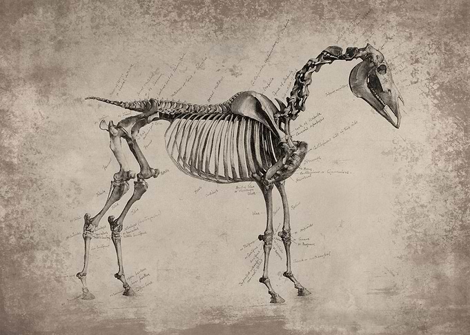 Vintage Horse Skeleton