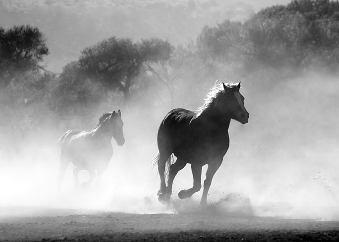 Horse in nature