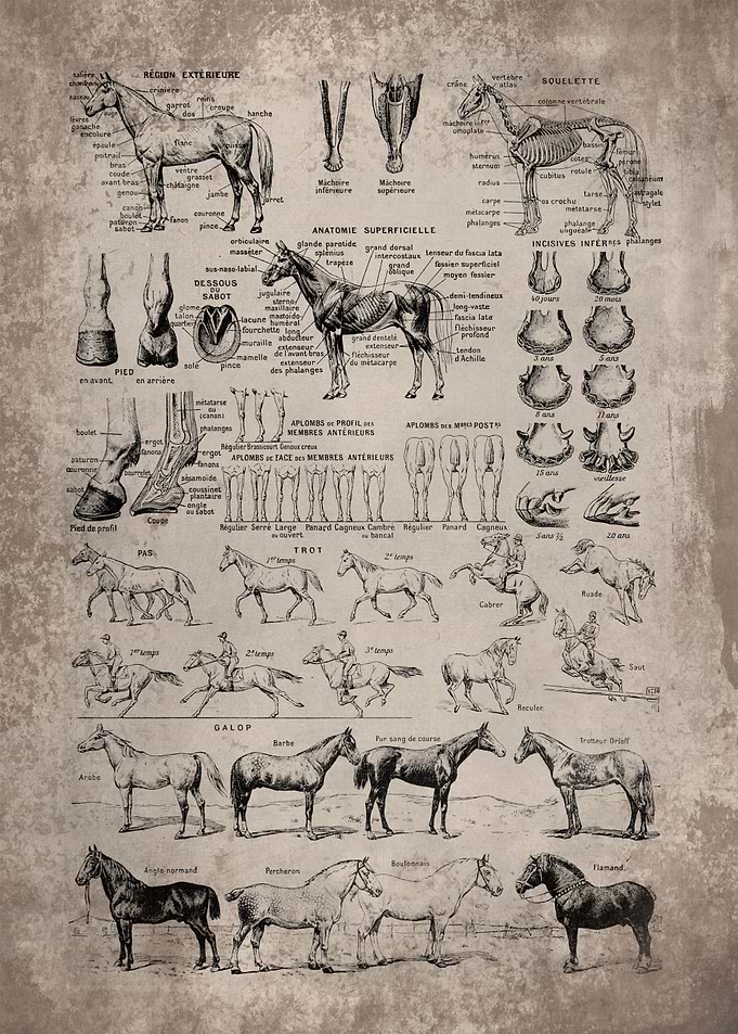 Horse Breed and Anatomy