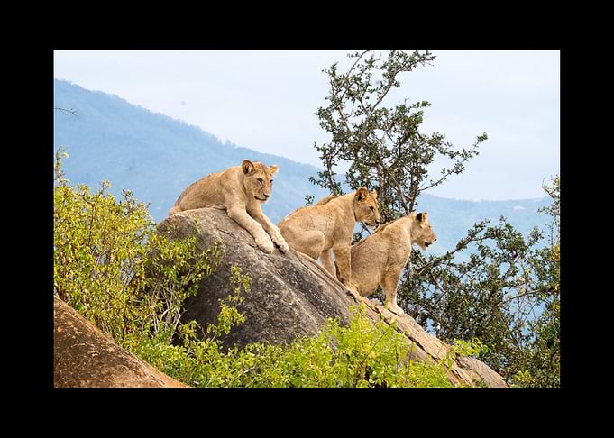 Lion