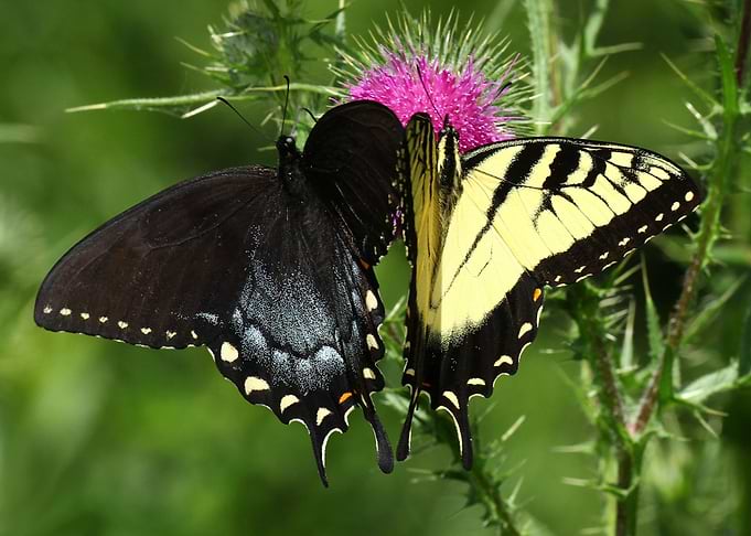 Butterfly at Flower Nature