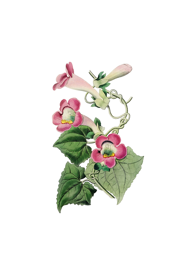 Blushing Lophospermum