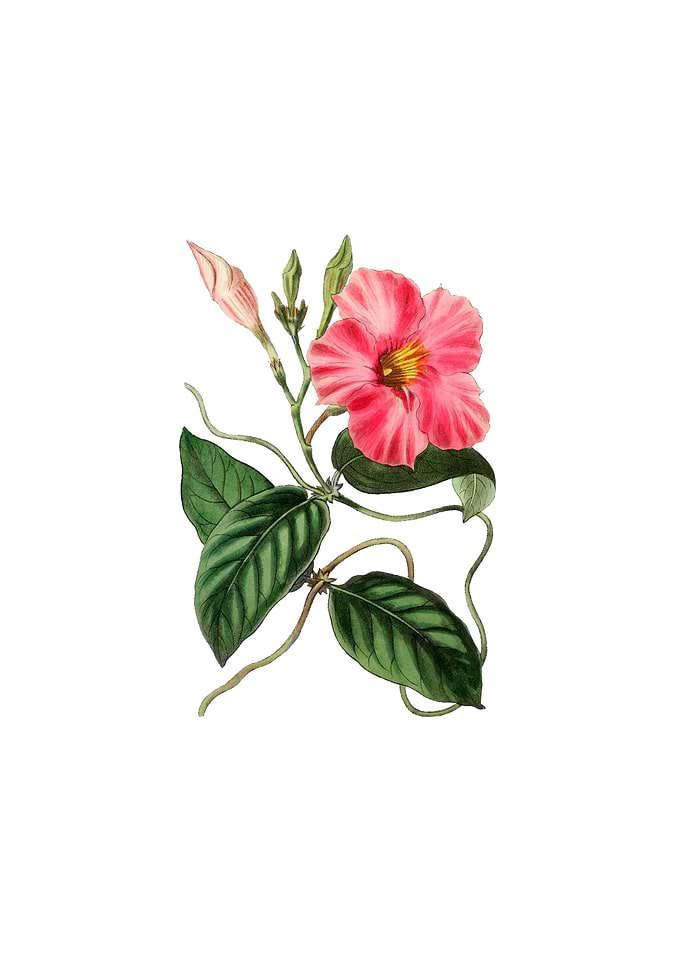Knob Jointed Dipladenia