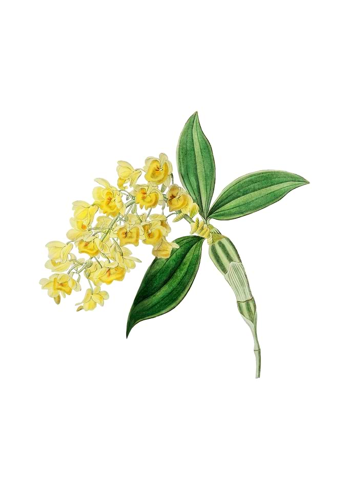 Dense Flowered Dendrobium