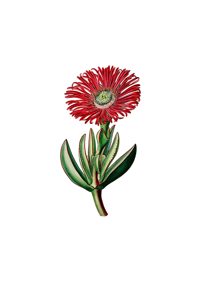 Red Edged Fig Marigold