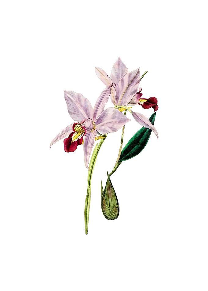 Vintage Two Edged Laelia