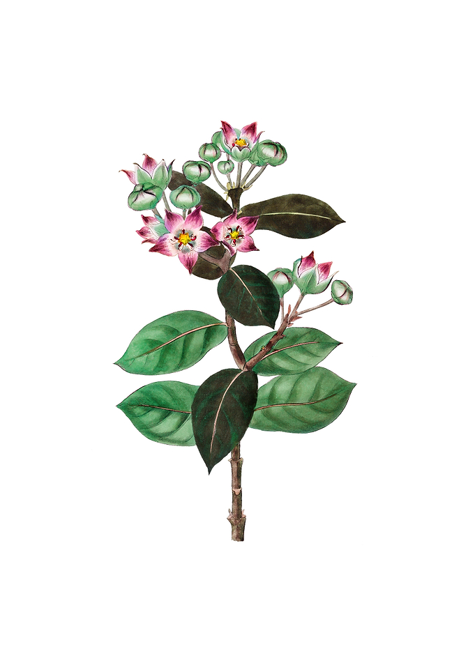 Tall Calotropis Flower