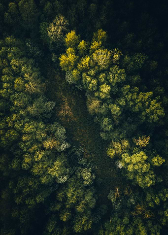 Meadow in the forest