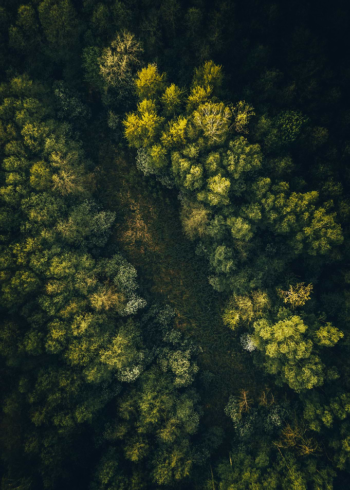 Meadow in the forest