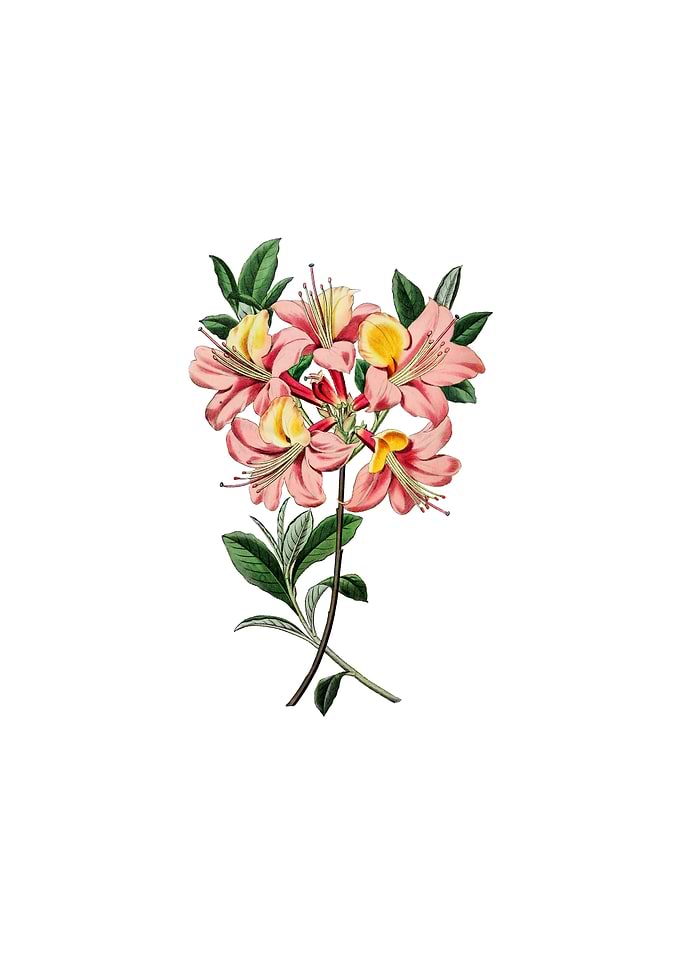 Changeable Pontic Azalea