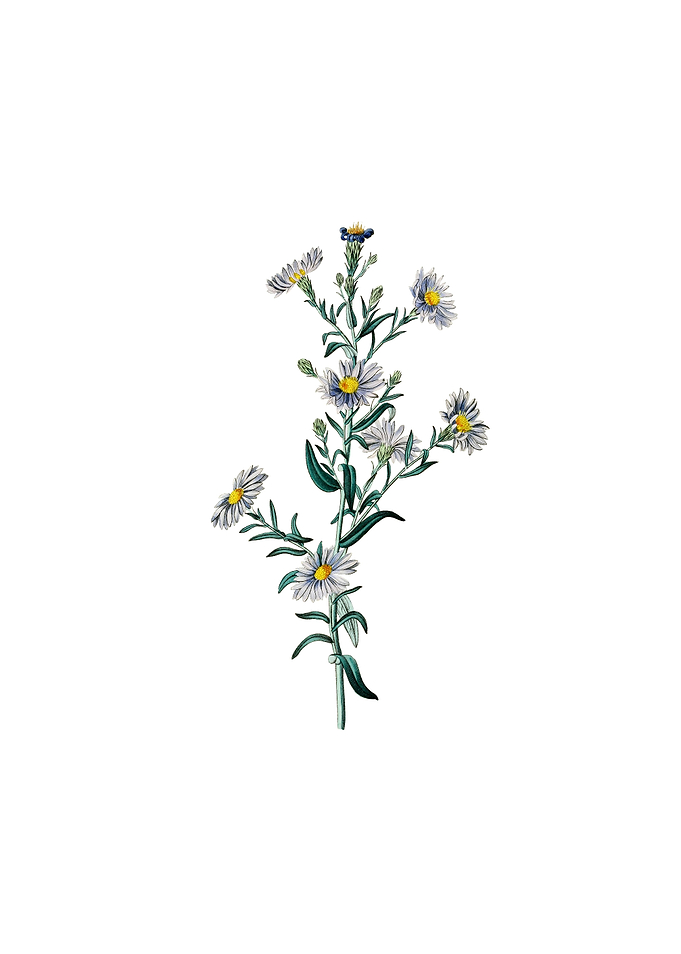 Glaucous Aster Flower