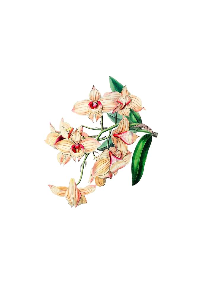 Copper Coloured Dendrobium