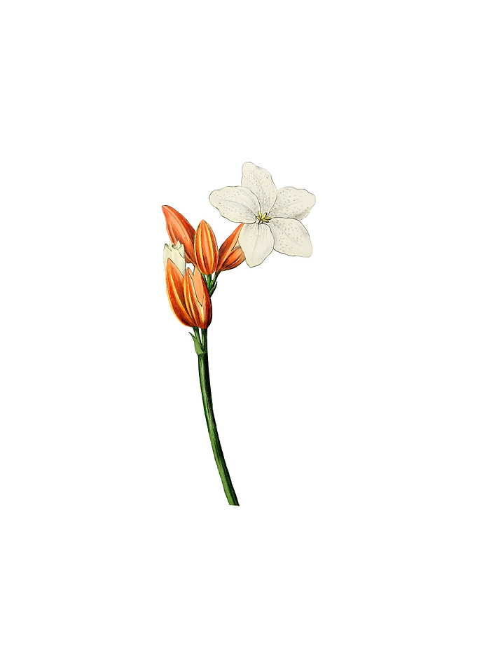 Brasilian Red Coat Flower