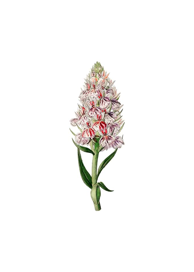 Leafy Spiked Orchis Flower