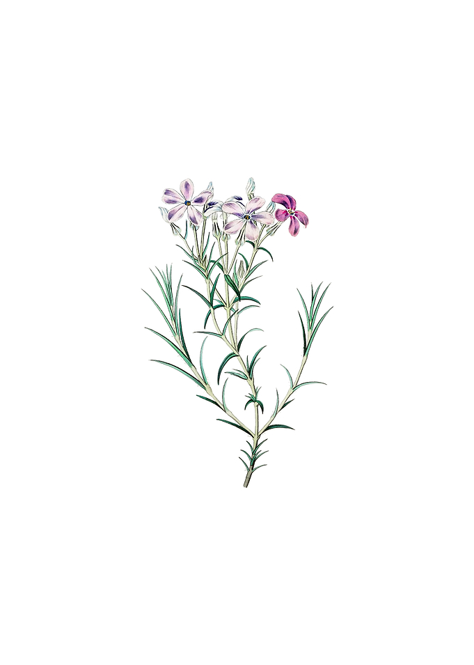 Shewy Phlox Flower Branch