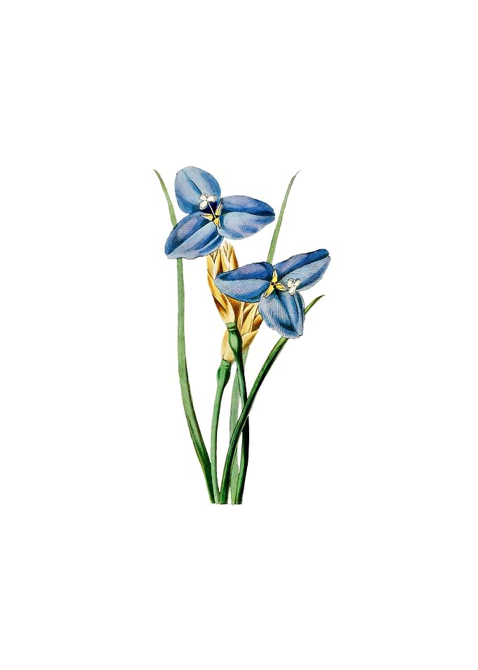 Sapphire Patersonia Flower