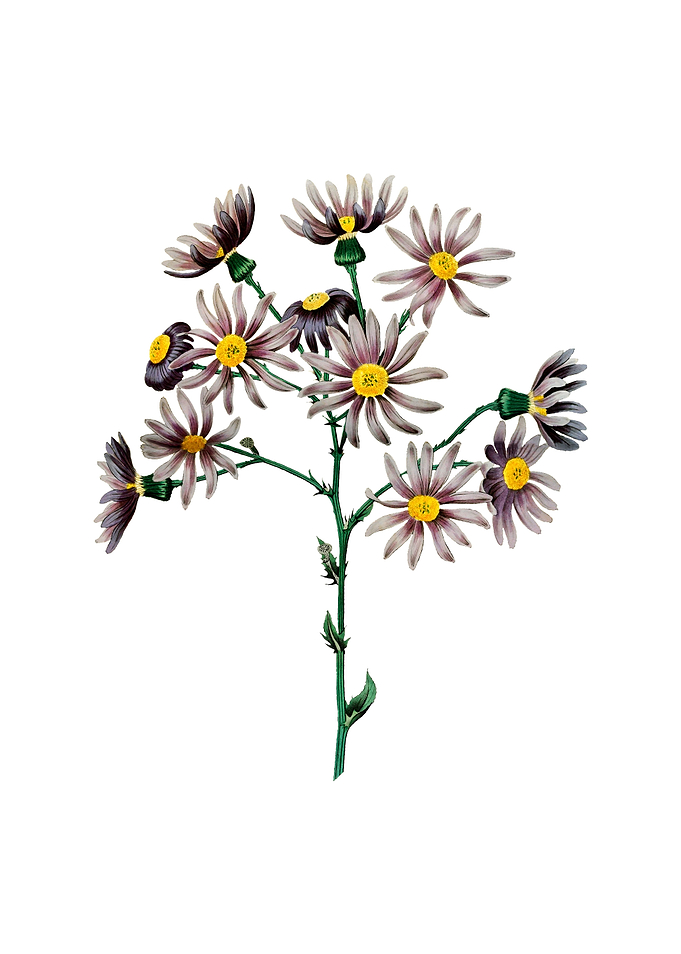 Lilac Senecio Flower