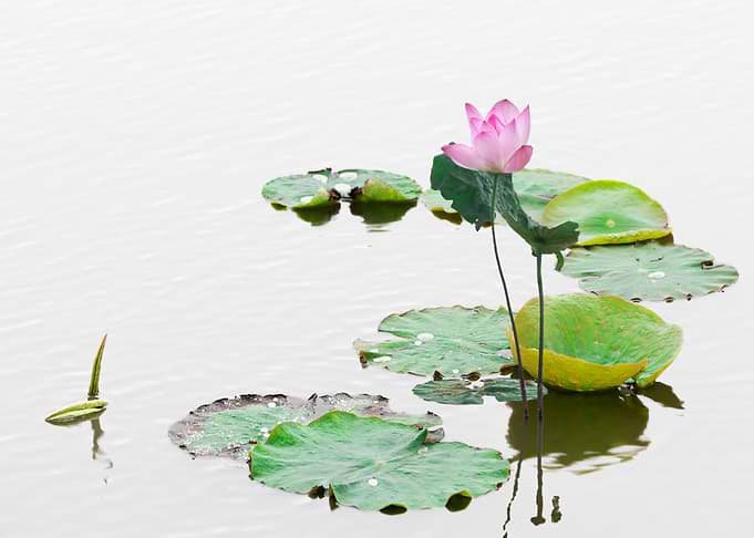 Beautiful lotus