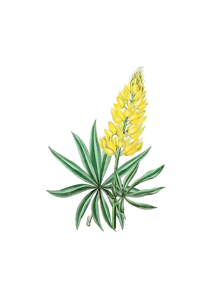 Yellow Perennial Lupine