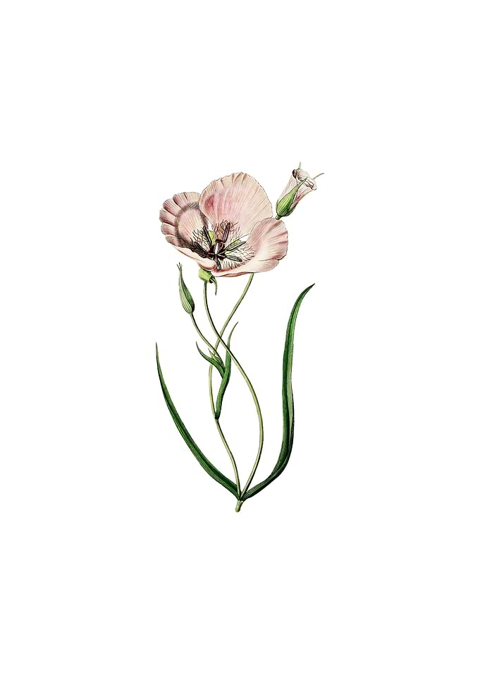 Satiny Calochortus Flower