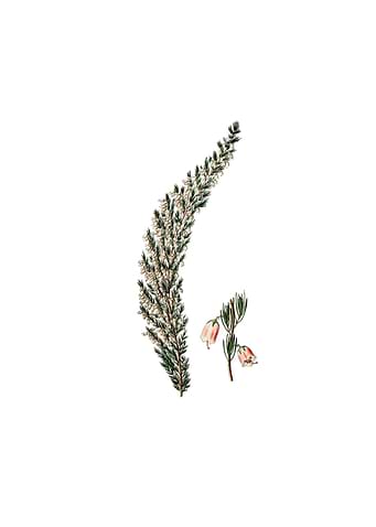 Bell Bearing Heath Flower