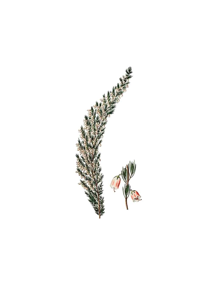 Bell Bearing Heath Flower